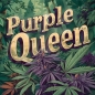 Preview: Purple Queen Photo (Photoperiodic Indica)